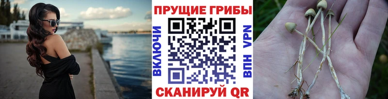 Псилоцибиновые грибы мицелий  гидра зеркало  Тайга 